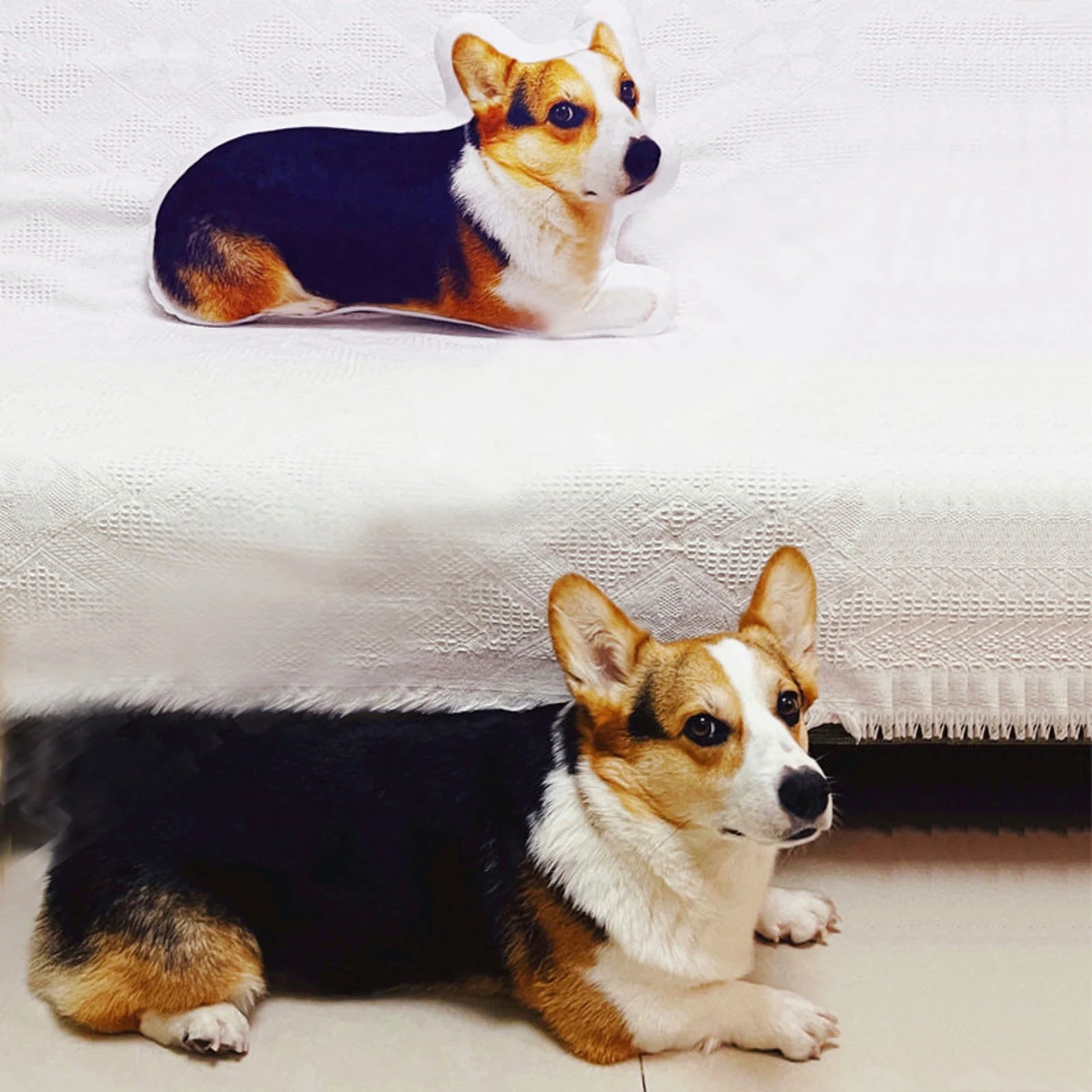 Corgi dog-shaped pillow next to a real corgi