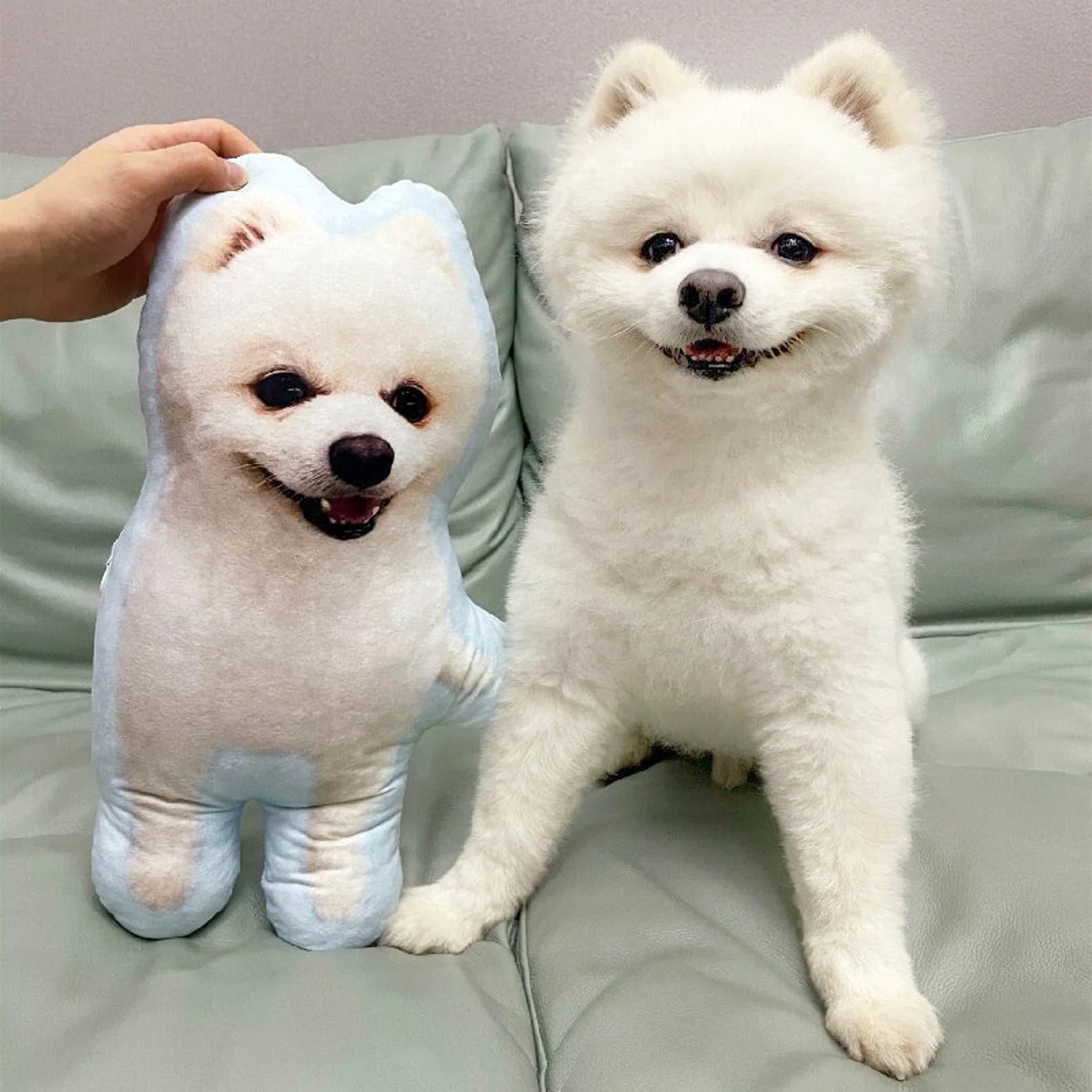 Pomeranian dog-shaped pillow beside an actual Pomeranian dog